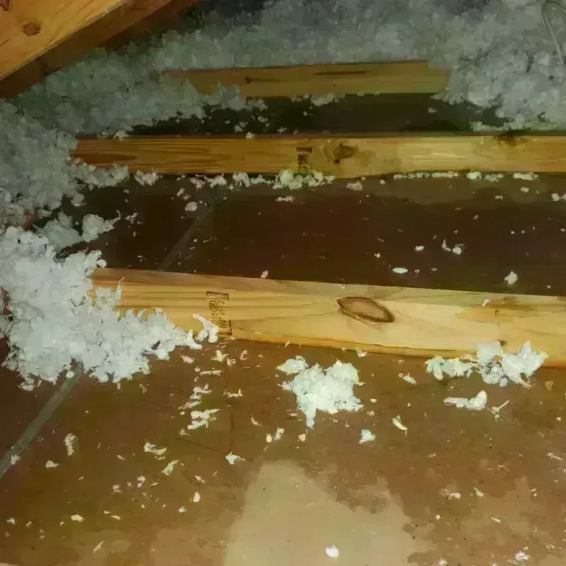 Attic Water Damage in Raceland, LA