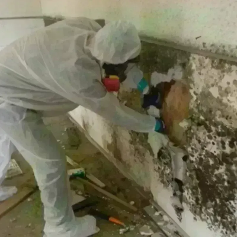 Mold Remediation and Removal in Raceland, LA